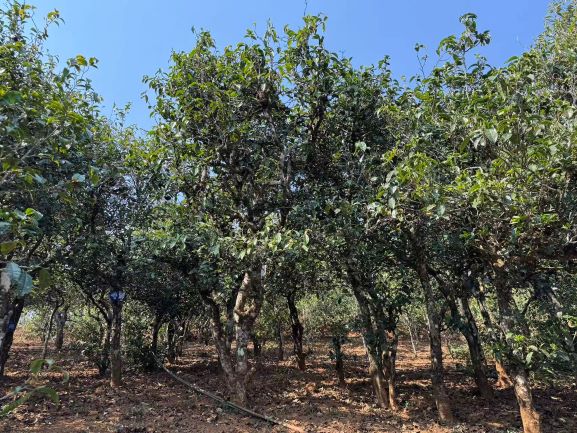 Cây trà Phổ Nhĩ Shan cổ thụ trong rừng sương Lâm Thương Vân Nam – nguyên liệu quý hiếm