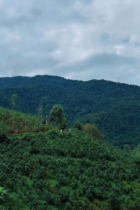 Đồi trà nằm ở độ cao 1.200–2.000 mét so với mực nước biển, nắng sớm, sương mai và khí hậu mát lành — vùng sinh trưởng lý tưởng cho cây trà Phổ Nhĩ chất lượng cao