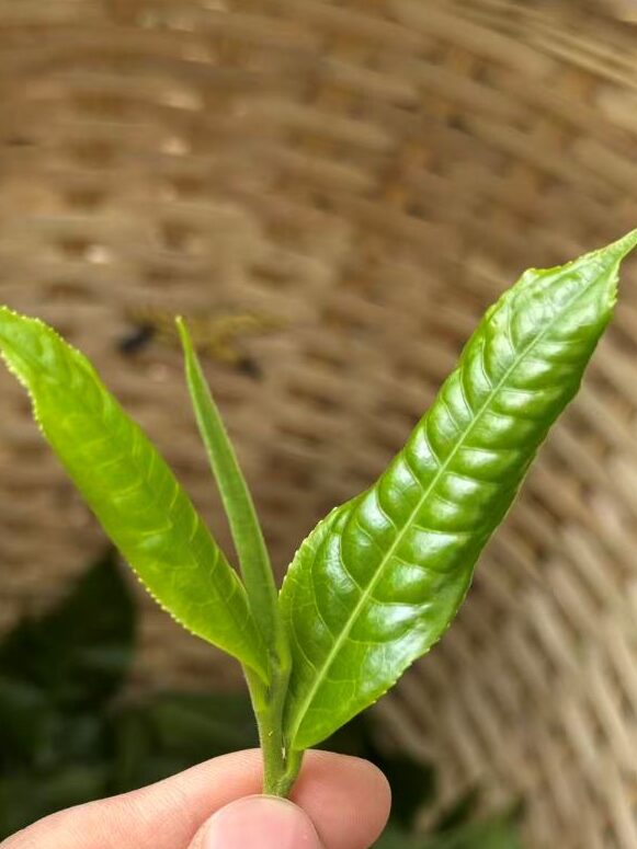 Những lá non của trà Phổ Nhĩ Đại Diệp Chủng chất lượng cao nhất được thu hoạch cho ra những bánh trà chất lượng