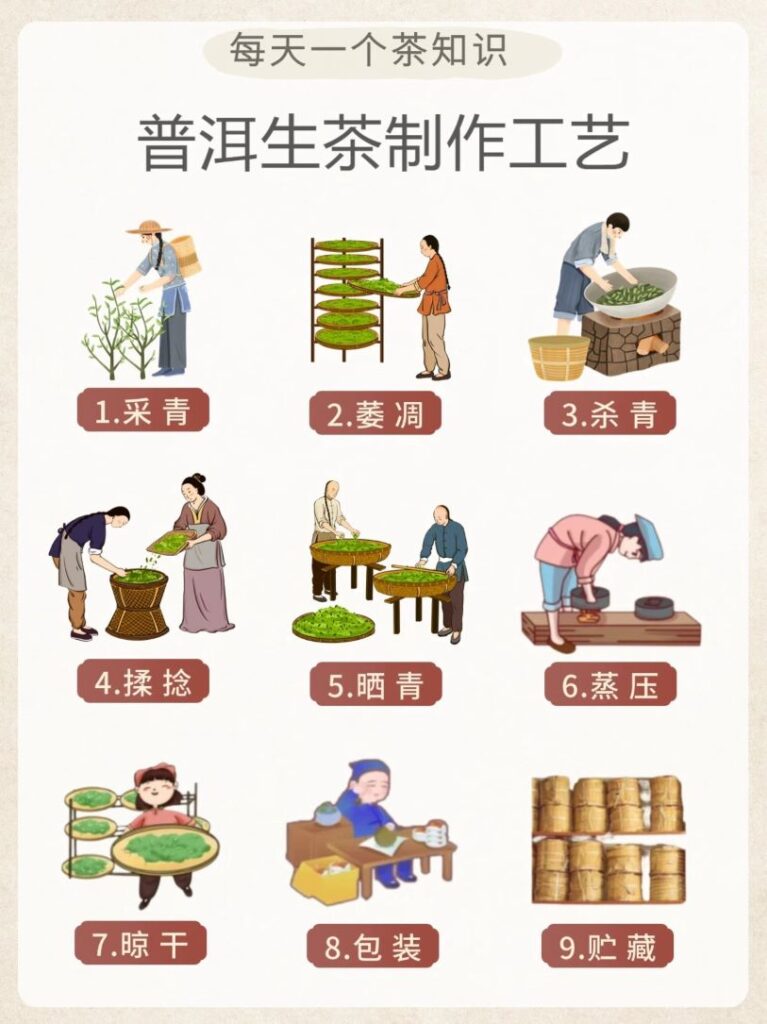 Hình minh họa quy trình sản xuất trà Phổ Nhĩ sống gồm 9 bước truyền thống tại Vân Nam.