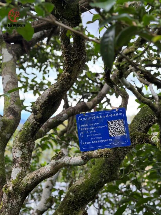 Bảng căn cước cây trà Phổ Nhĩ cổ thụ ghi thông tin nhận diện, năm tuổi và khu vực sinh trưởng giúp phân biệt trà Phổ Nhĩ truy suất nguồn gốc rõ ràng