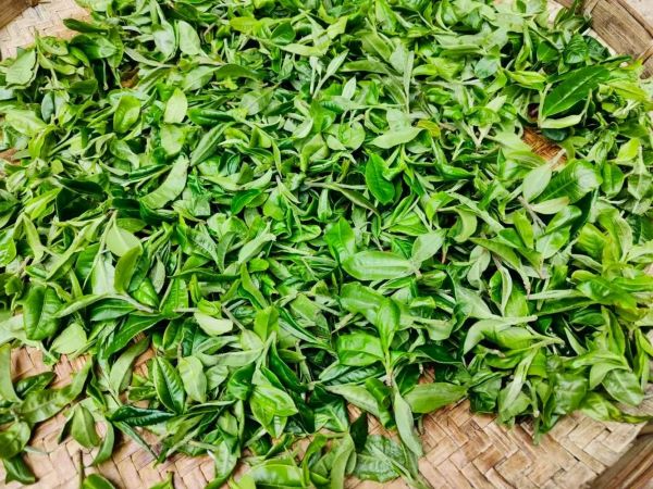 Lá trà Phổ Nhĩ non chất lượng cao được trải đều để phơi, giữ màu xanh tự nhiên
