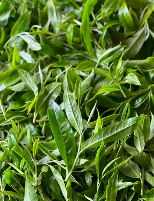 Phân biệt trà Phổ Nhĩ bằng cách nhìn vào Lá trà Phổ Nhĩ Đại Diệp Chủng non chất lượng cao vừa được thu hoạch, búp trà xanh tươi, mềm và đều, nguyên liệu chọn lọc.