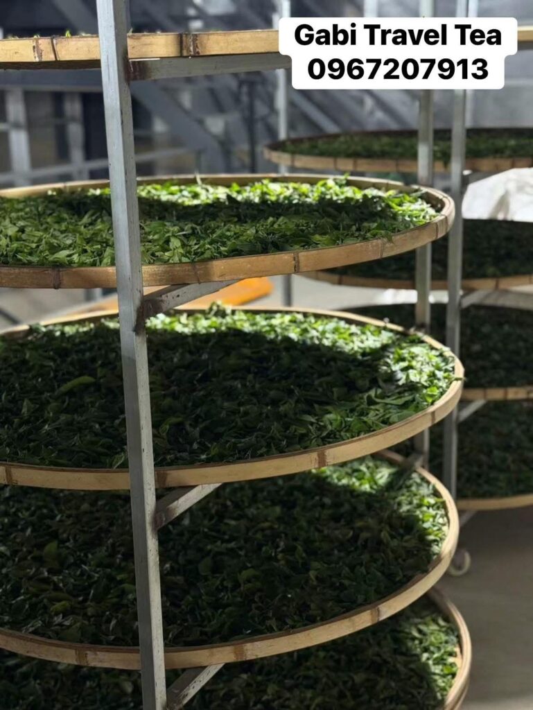 Vùng trà Lâm Thương Phổ Nhĩ với quá trình phơi trà thủ công.