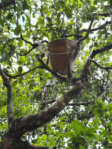 Trà Phổ Nhĩ cổ thụ đại diệp chủng – nguồn gốc của hương vị ngọt hậu sâu và khí trà mạnh mẽ