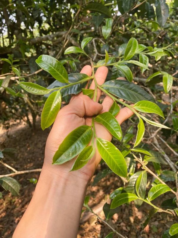Cây trà Phổ Nhĩ thuộc giống đại diệp chủng Vân Nam (Camellia sinensis) với lá to dày, sinh trưởng tự nhiên trên vùng núi cao