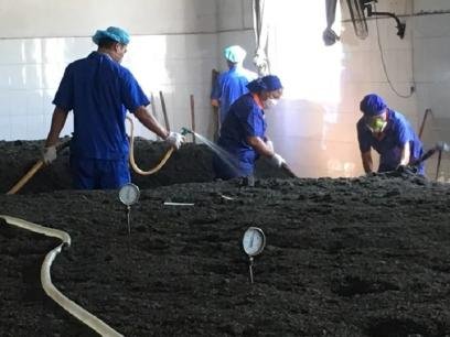 Cơ chế lên men của trà Phổ Nhĩ chín