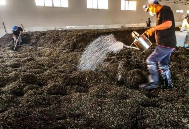 Cơ chế lên men của trà Phổ Nhĩ chín