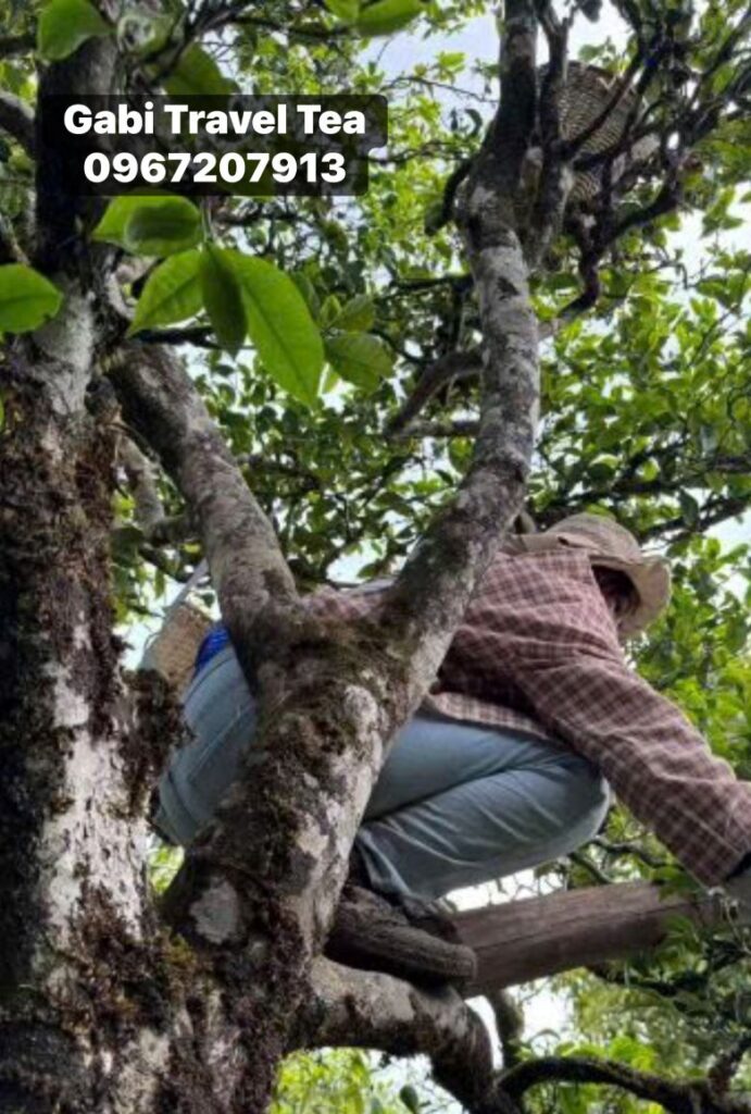 Quy Trình Sản Xuất Trà Phổ Nhĩ: Hái trà (采青): Người hái lá trà Phổ Nhĩ từ cây trà cổ thụ ở Vân Nam.