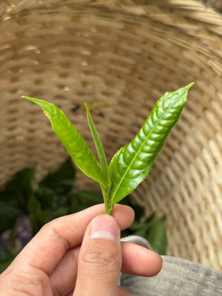 Lá trà Phổ Nhĩ cổ thụ thuộc giống lá to – nguyên liệu quan trọng của trà Phổ Nhĩ thượng hạng.