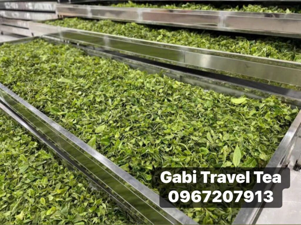 Công đoạn làm héo lá trà Phổ Nhĩ sau khi hái tươi.