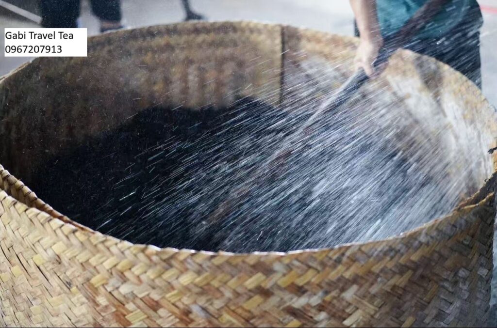 Quá trình lên men của trà Phổ Nhĩ trong sản xuất trà chín