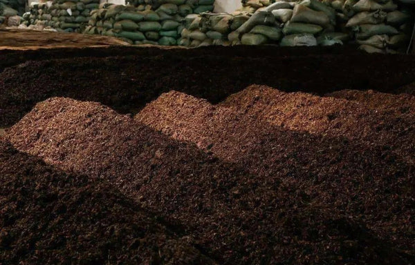 Cơ chế lên men của trà Phổ Nhĩ nhờ enzyme và vi sinh bản địa từ Vân Nam