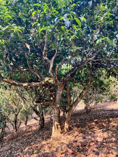 Trà Phổ Nhĩ cổ thụ lá Đại Diệp chủng Vân Nam với cây trà hàng trăm năm tuổi, lá to dày, sinh trưởng tự nhiên trong rừng núi cao