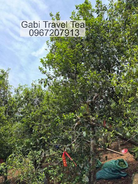 Đồi trà cổ thụ tại Băng Đảo Lão Trại – vùng nguyên sinh trà Băng Đảo Phổ Nhĩ Đồi trà cổ thụ tại Băng Đảo Lão Trại – vùng nguyên sinh trà Băng Đảo Phổ Nhĩ