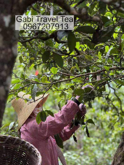 Đồi trà cổ thụ tại Băng Đảo Lão Trại – vùng nguyên sinh trà Băng Đảo Phổ Nhĩ Đồi trà cổ thụ tại Băng Đảo Lão Trại – vùng nguyên sinh trà Băng Đảo Phổ Nhĩ