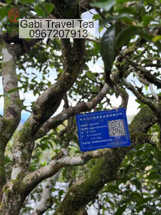 bánh trà Phổ Nhĩ sống Băng Đảo Lâm Thương Đều được làm từ những cây cổ thụ trên 100 tuổi