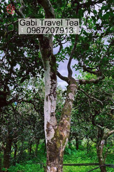 trà phổ nhĩ cổ thụ vân nam
