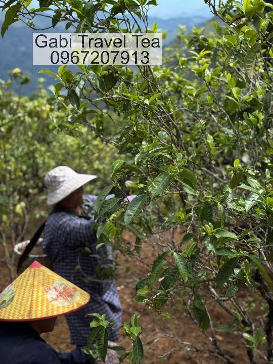 Cây trà cổ thụ 300–500 năm tuổi tại Băng Đảo, giải thích vì sao trà Phổ Nhĩ Băng Đảo đắt và hiếm.