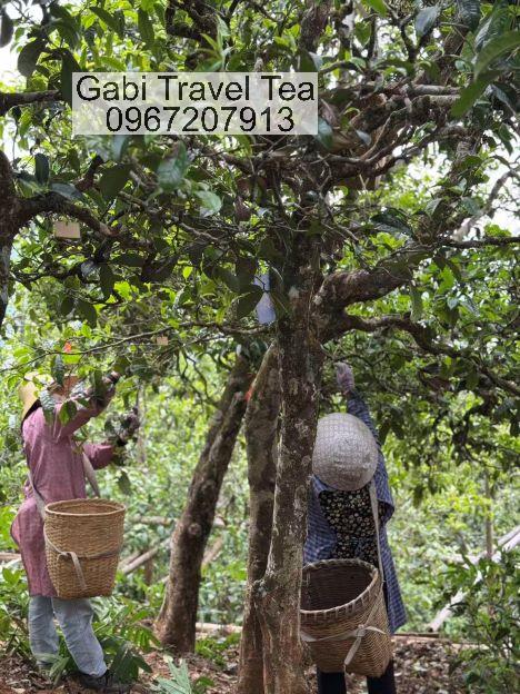 Cây trà cổ thụ 300–500 năm tuổi tại Băng Đảo, giải thích vì sao trà Phổ Nhĩ Băng Đảo đắt và hiếm.