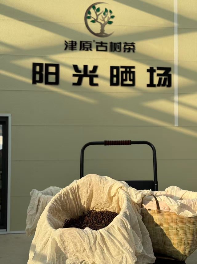 Hồng trà cổ thụ phơi hồng Vân Nam chế biến từ lá trà Đại Diệp Chủng, mô tả quy trình làm hồng trà truyền thống từ thu hái đến phơi và lên men.