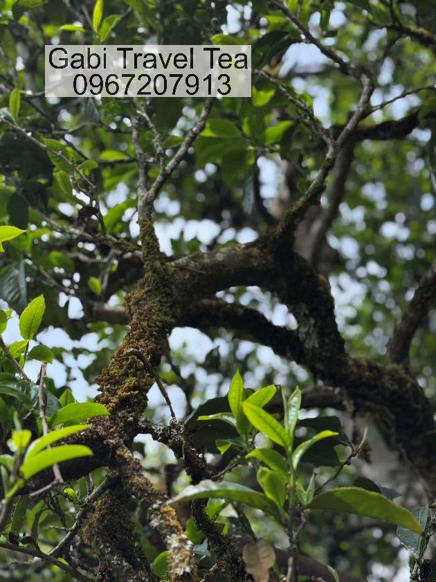 Bạch trà Phổ Nhĩ cổ thụ ủ lâu năm, vị ngọt hậu