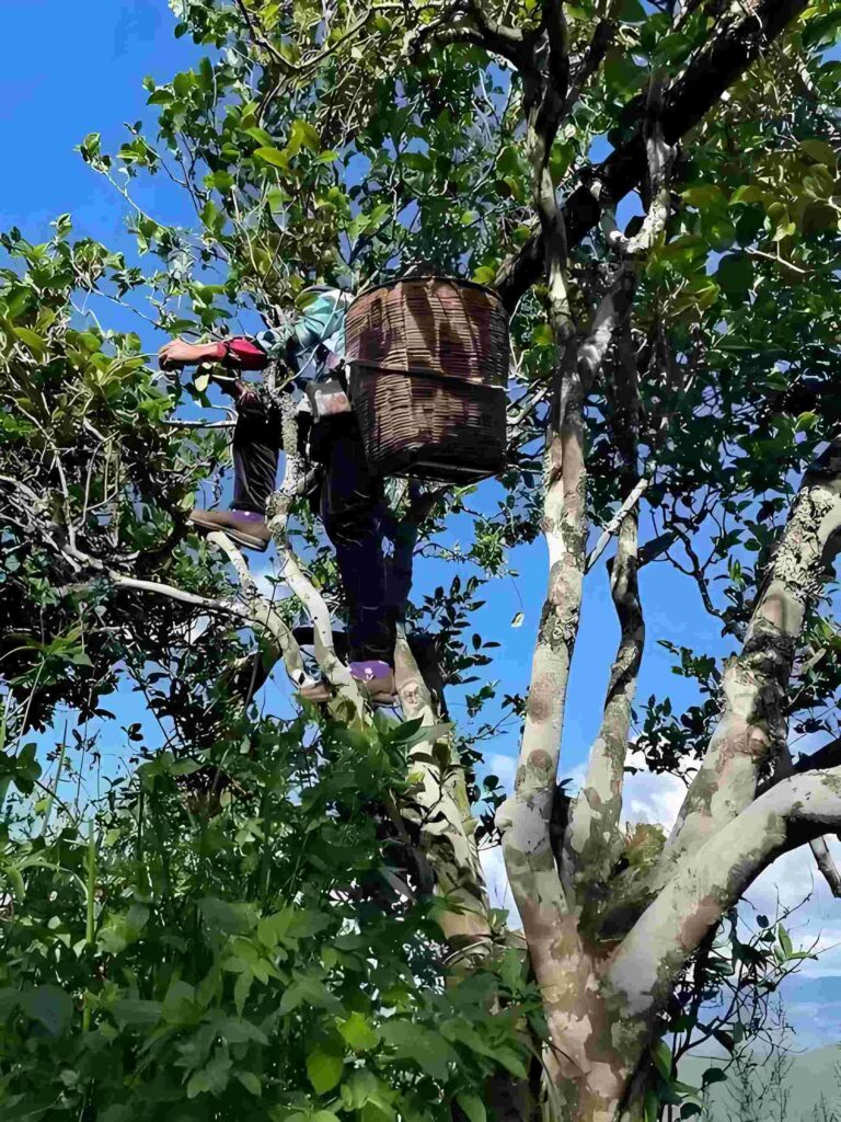 Cây trà cổ thụ Băng Đảo có dáng kiều mộc, nếu sinh trưởng tự nhiên có thể cao đến 8,2 m, tán rộng 4,6 m. Thân cây thẳng, rễ ăn sâu, giúp hấp thụ khoáng chất tầng đất cổ.