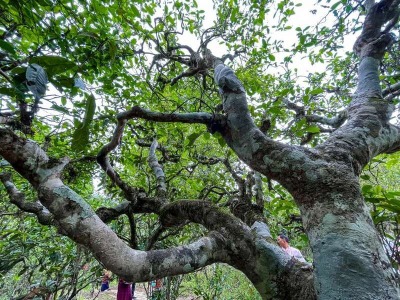 Trà cổ thụ Băng Đảo với tuổi đời trên 500 tuổi