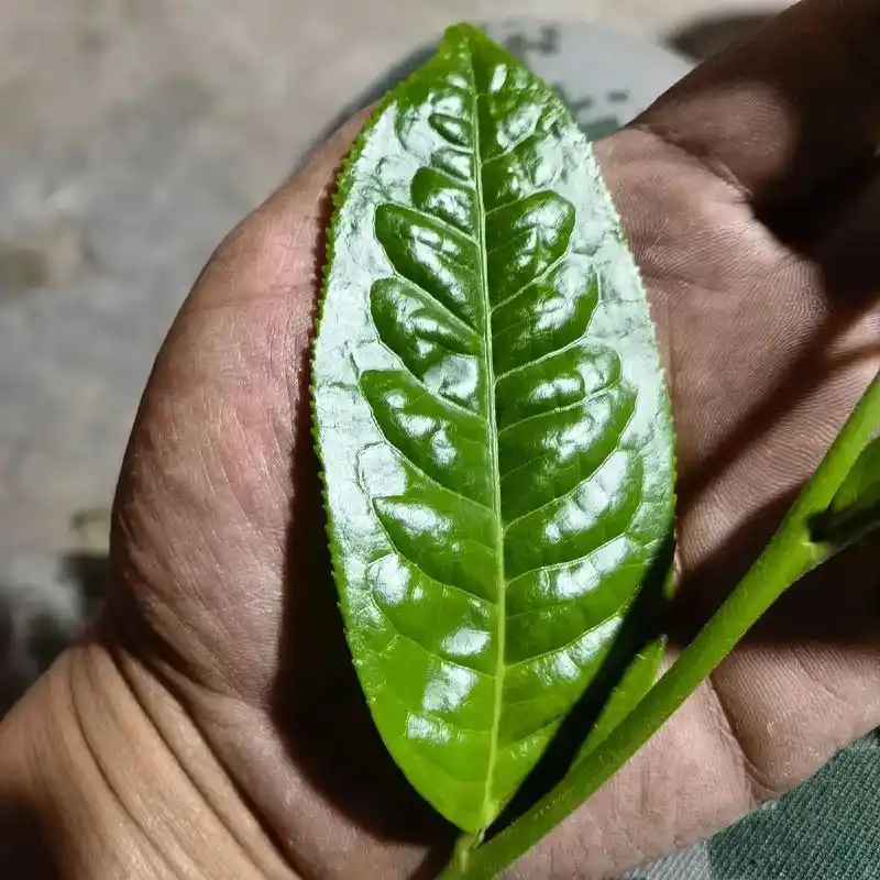 Một yếu tố không thể tách rời khỏi địa lý và văn hóa của trà Băng Đảo là giống Đại Diệp Mãnh Khố.