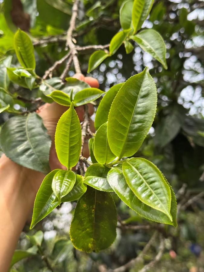 Một yếu tố không thể tách rời khỏi địa lý và văn hóa của trà Băng Đảo là giống Đại Diệp Chủng. 