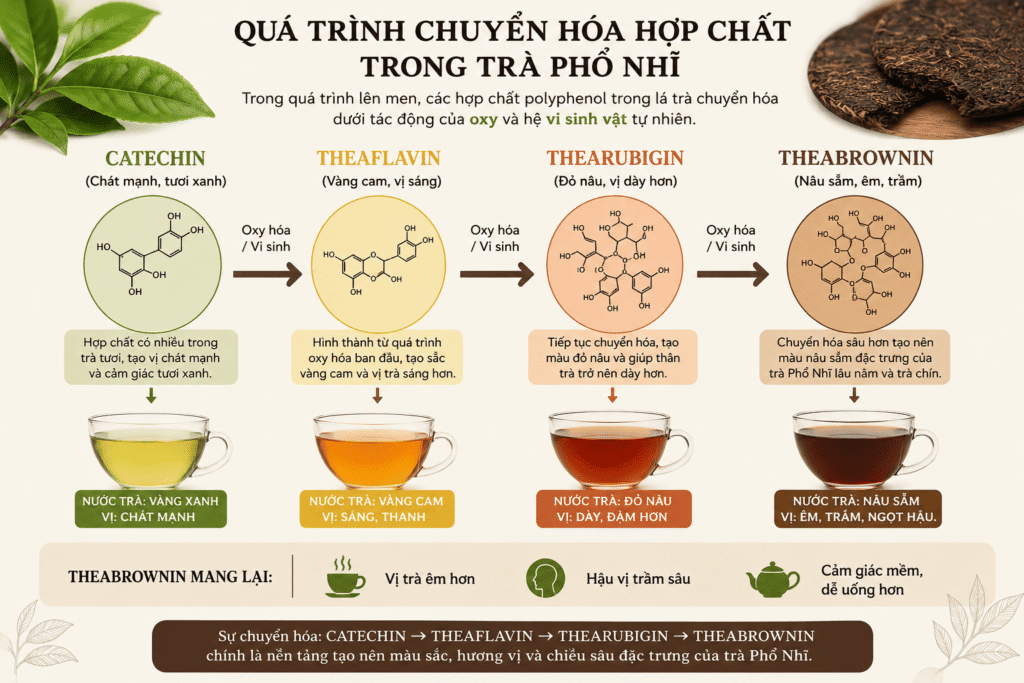 hiểu được quá trình lên men của trà Phổ Nhĩ để giải thích vì sao trà Phổ Nhĩ tốt cho tiêu hóa Quá trình lên men của trà Phổ Nhĩ