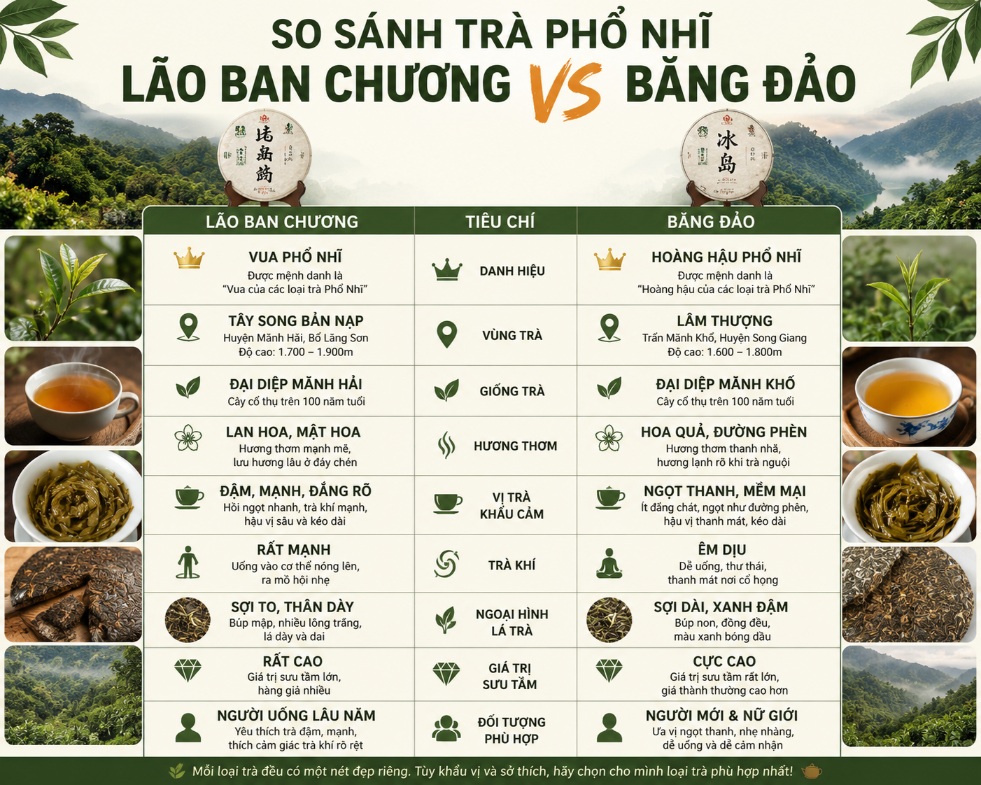 So sánh trà Lão Ban Chương và trà Băng Đảo 