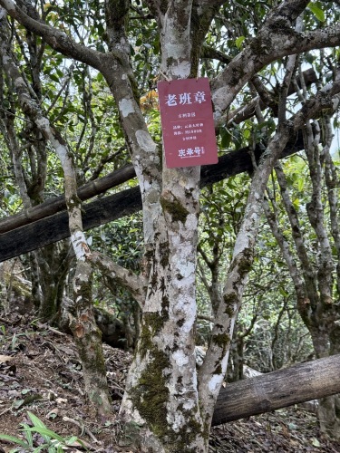 so sánh trà Phổ Nhĩ Lão Ban Chương và trà Băng Đảo