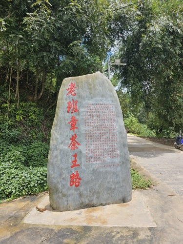 so sánh trà Phổ Nhĩ Lão Ban Chương và trà Băng Đảo