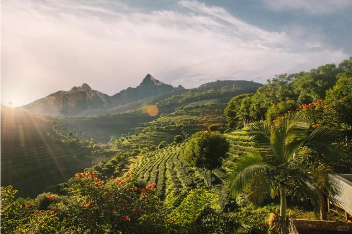 Trà Phổ Nhĩ Lâm Thương Vân Nam Trà Phổ Nhĩ Lâm Thương Vân Nam – Vùng Trà Cổ Thụ Hàng Đầu Trung Quốc