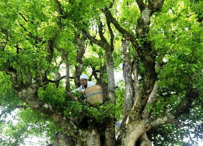 Cẩm Tú Trà Tôn, cây trà cổ hơn 3.200 năm tuổi tại Phượng Khánh, Vân Nam – biểu tượng của trà phổ nhĩ đại thụ và nguồn gen trà cổ quý hiếm.