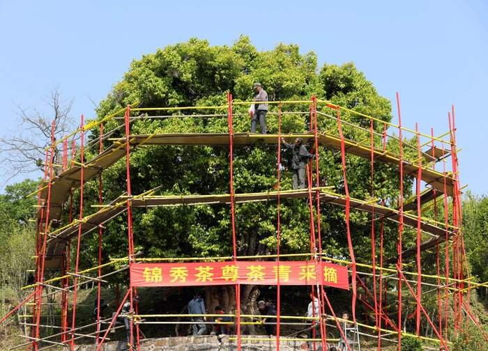 Cẩm Tú Trà Tôn, cây trà cổ hơn 3.200 năm tuổi tại Phượng Khánh, Vân Nam – biểu tượng của trà phổ nhĩ đại thụ và nguồn gen trà cổ quý hiếm.