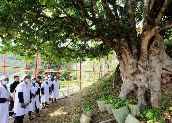 Cẩm Tú Trà Tôn, cây trà cổ hơn 3.200 năm tuổi tại Phượng Khánh, Vân Nam – biểu tượng của trà phổ nhĩ đại thụ và nguồn gen trà cổ quý hiếm.
