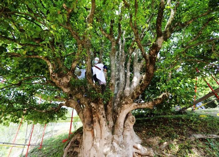 Cẩm Tú Trà Tôn, cây trà cổ hơn 3.200 năm tuổi tại Phượng Khánh, Vân Nam – biểu tượng của trà phổ nhĩ đại thụ và nguồn gen trà cổ quý hiếm.