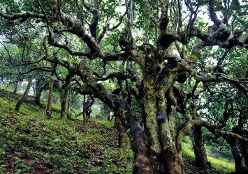 Cây trà cổ Vân Nam – bảo tồn nguồn gen và đa dạng sinh học