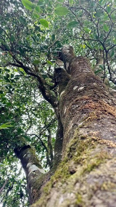 Cây trà cổ Vân Nam trên 100 năm tuổi và đặc điểm sinh trưởng