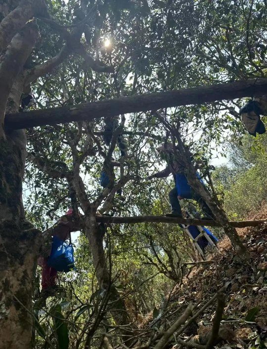 Cây trà cổ Vân Nam và các loại trà cổ thụ