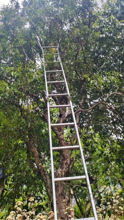 Trà hoang dã và rừng trà cổ Vân Nam
