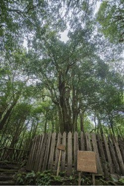 Cây trà cổ Vân Nam và các loại trà cổ thụ