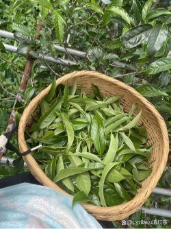 Cây trà cổ Vân Nam có phải càng già càng ngon