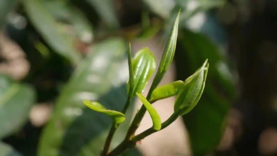 Hệ sinh thái cây trà cổ Vân Nam với đa dạng sinh học