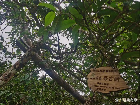 Hệ sinh thái cây trà cổ Vân Nam với đa dạng sinh học