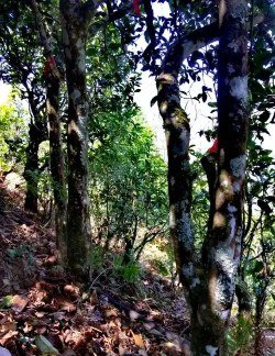 Hệ sinh thái cây trà cổ Vân Nam với đa dạng sinh học