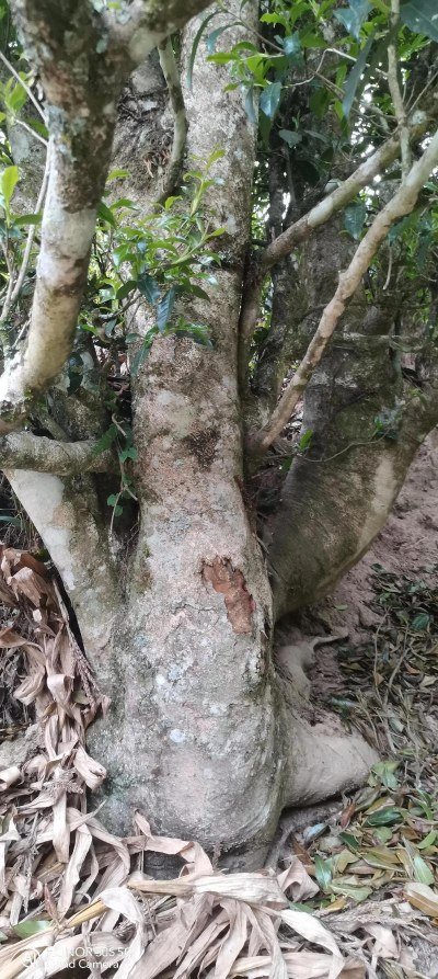 ây trà cổ thụ Vân Nam – Đặc điểm và tiêu chí xác định phân loại cây