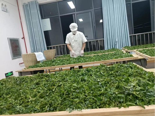 Cây trà cổ Vân Nam với giá trị kinh tế cao